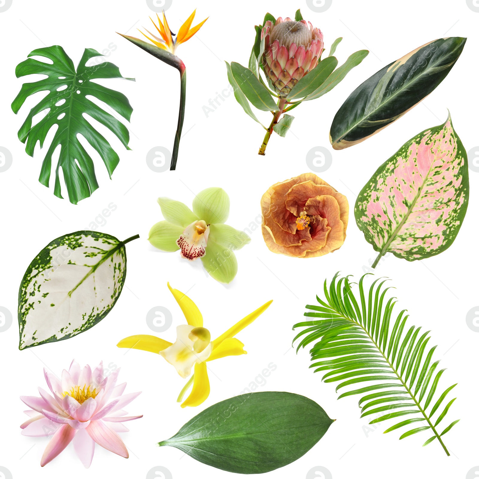 Different tropical leaves and flowers on white background, set Image of Different tropical leaves and flowers on white background, set