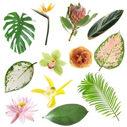 Image of Different tropical leaves and flowers on white background, set