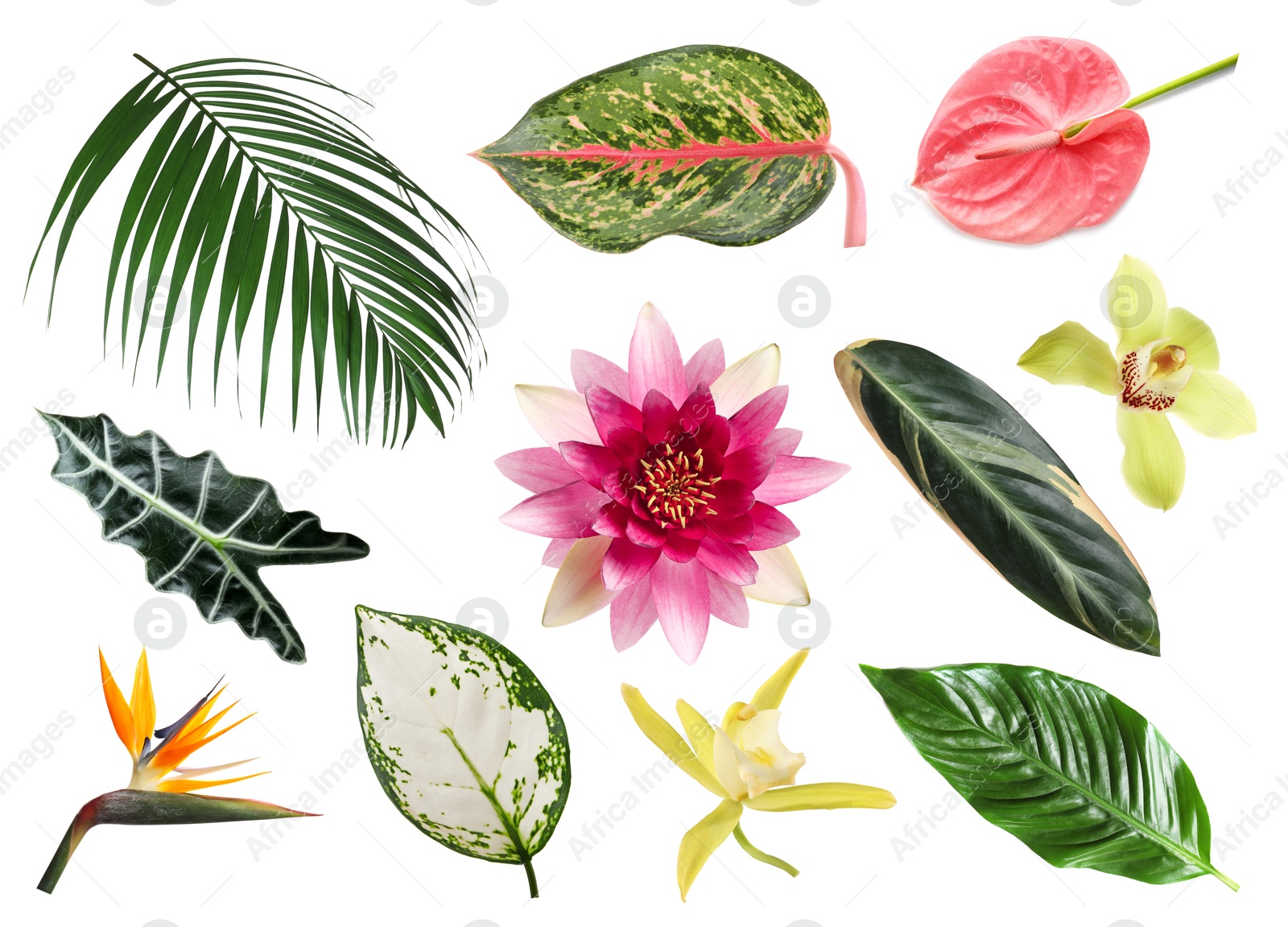 Different tropical leaves and flowers on white background, set Image of Different tropical leaves and flowers on white background, set
