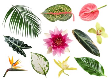 Image of Different tropical leaves and flowers on white background, set