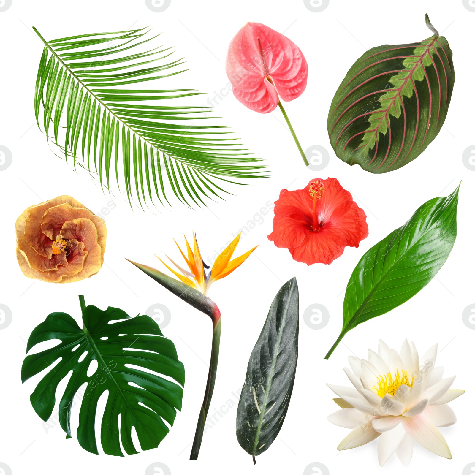Different tropical leaves and flowers on white background, set Image of Different tropical leaves and flowers on white background, set