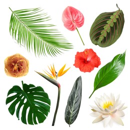 Image of Different tropical leaves and flowers on white background, set