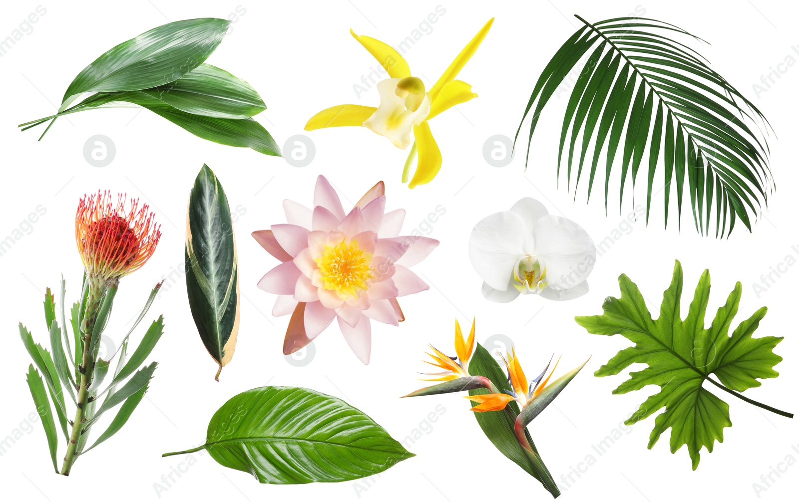 Image of Different tropical leaves and flowers on white background, set