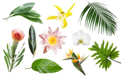 Image of Different tropical leaves and flowers on white background, set