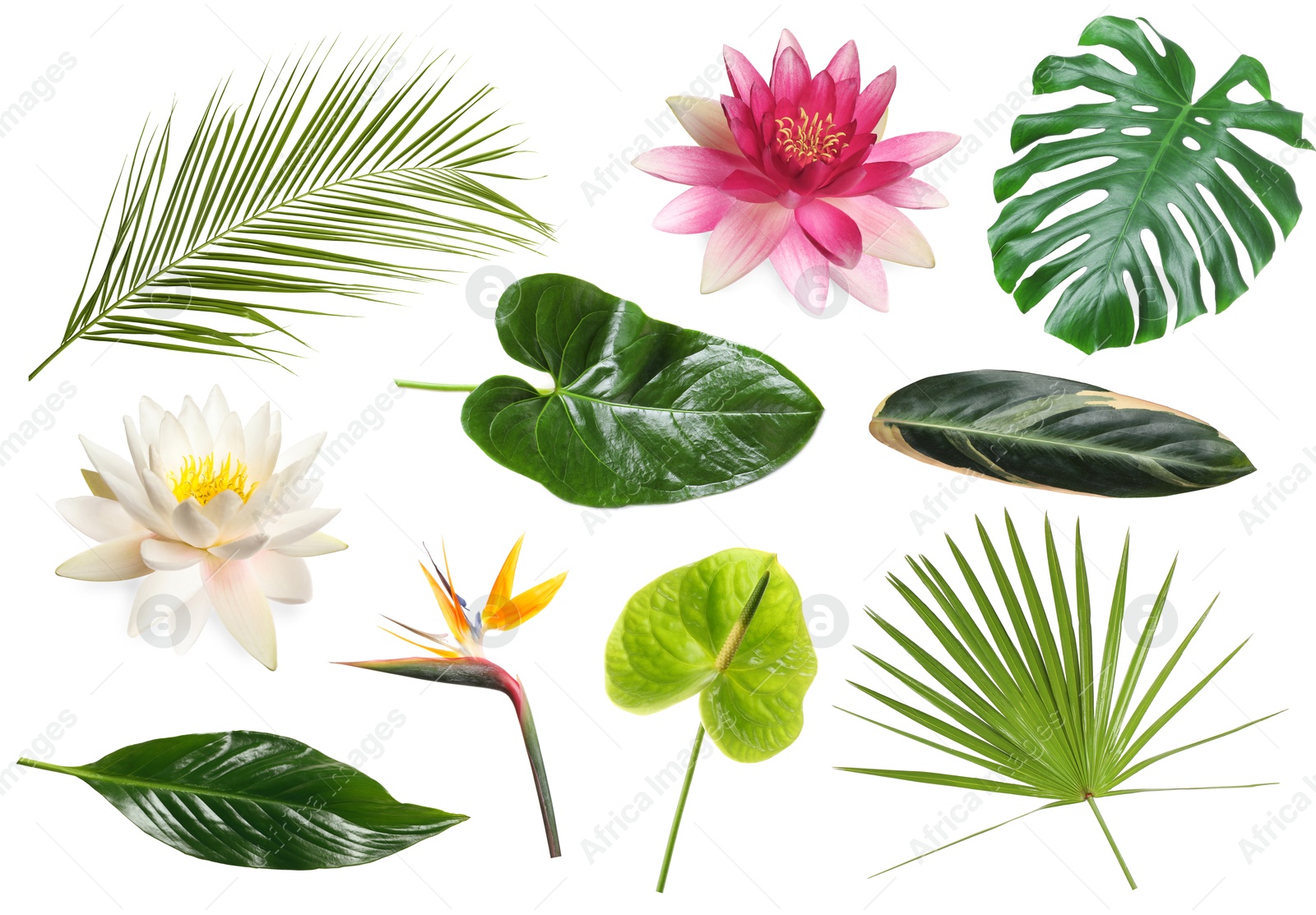 Different tropical leaves and flowers on white background, set Image of Different tropical leaves and flowers on white background, set