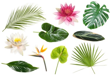 Image of Different tropical leaves and flowers on white background, set