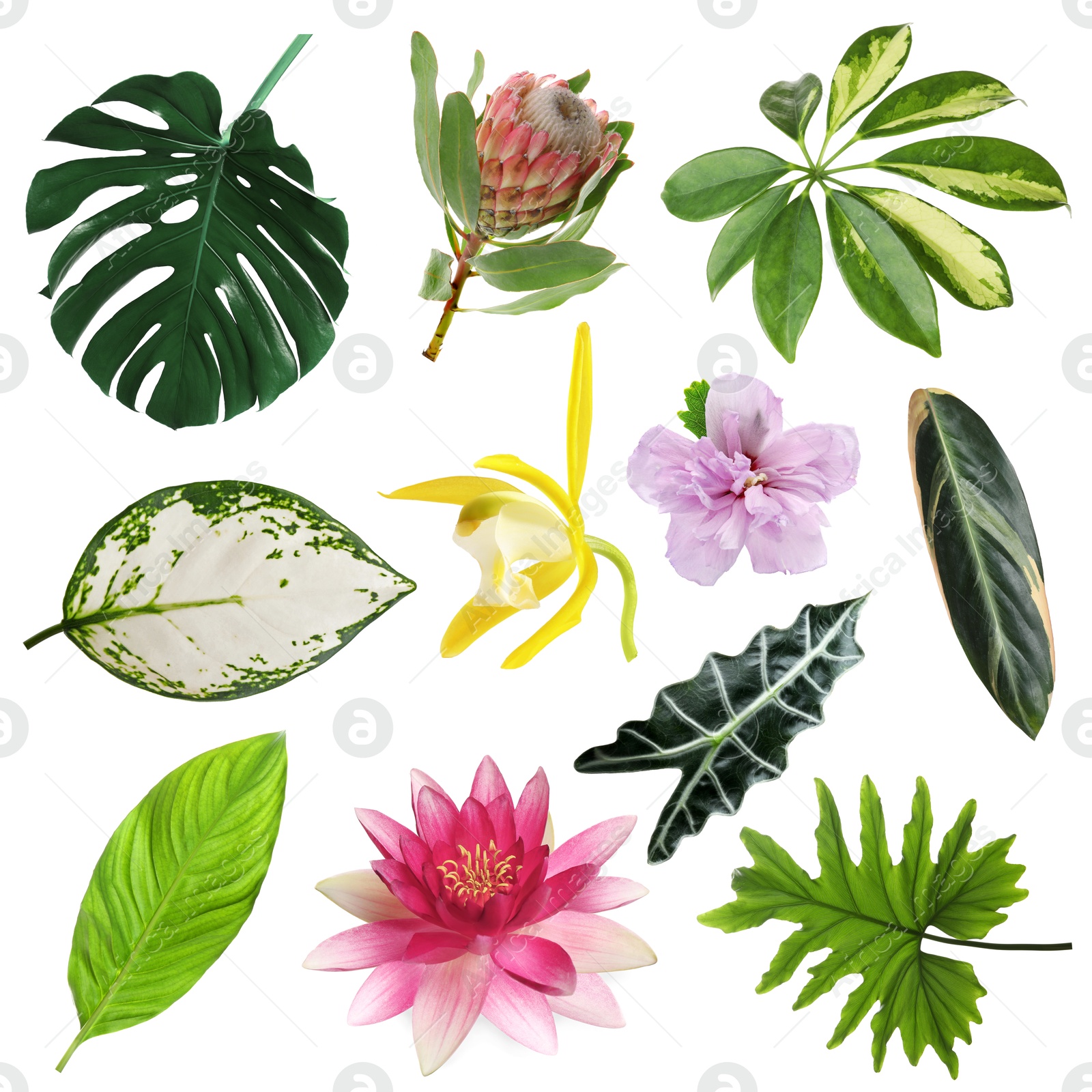 Different tropical leaves and flowers on white background, set Image of Different tropical leaves and flowers on white background, set