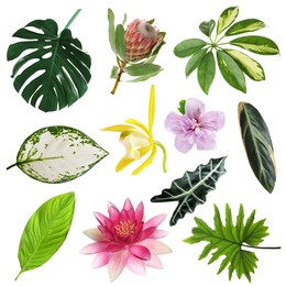 Image of Different tropical leaves and flowers on white background, set
