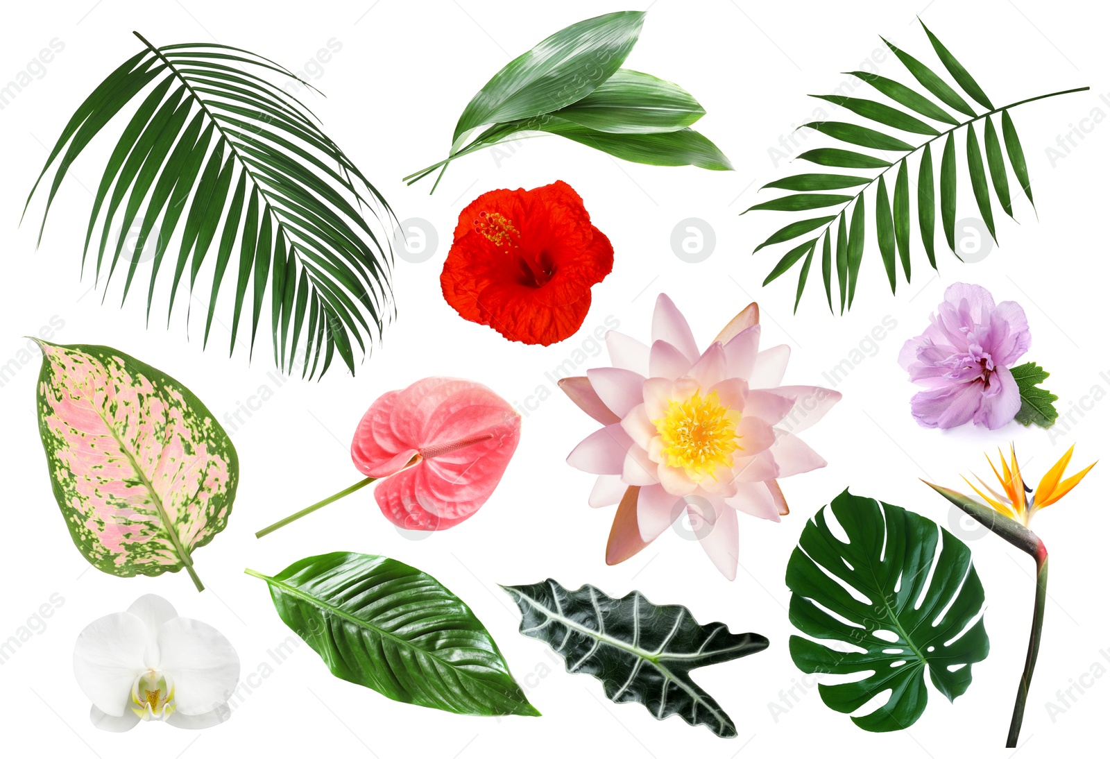 Different tropical leaves and flowers on white background, set Image of Different tropical leaves and flowers on white background, set