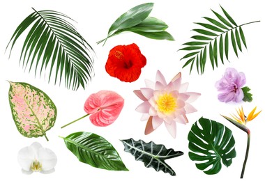 Image of Different tropical leaves and flowers on white background, set