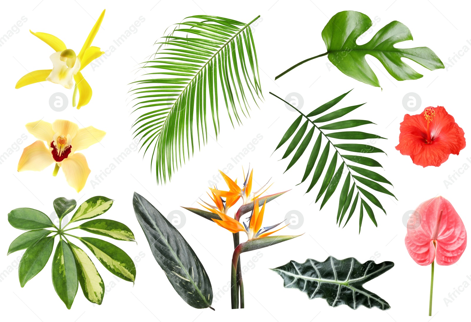 Different tropical leaves and flowers on white background, set Image of Different tropical leaves and flowers on white background, set