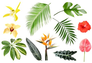 Image of Different tropical leaves and flowers on white background, set