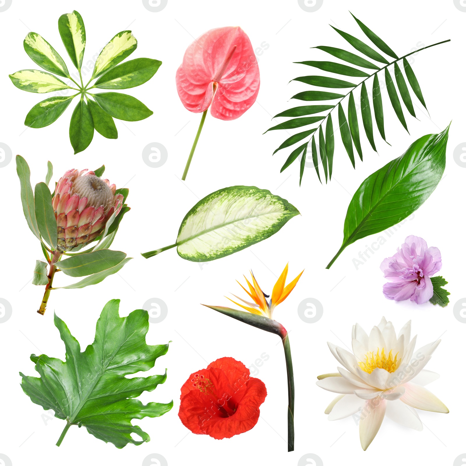 Different tropical leaves and flowers on white background, set Image of Different tropical leaves and flowers on white background, set