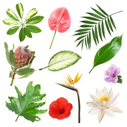 Image of Different tropical leaves and flowers on white background, set