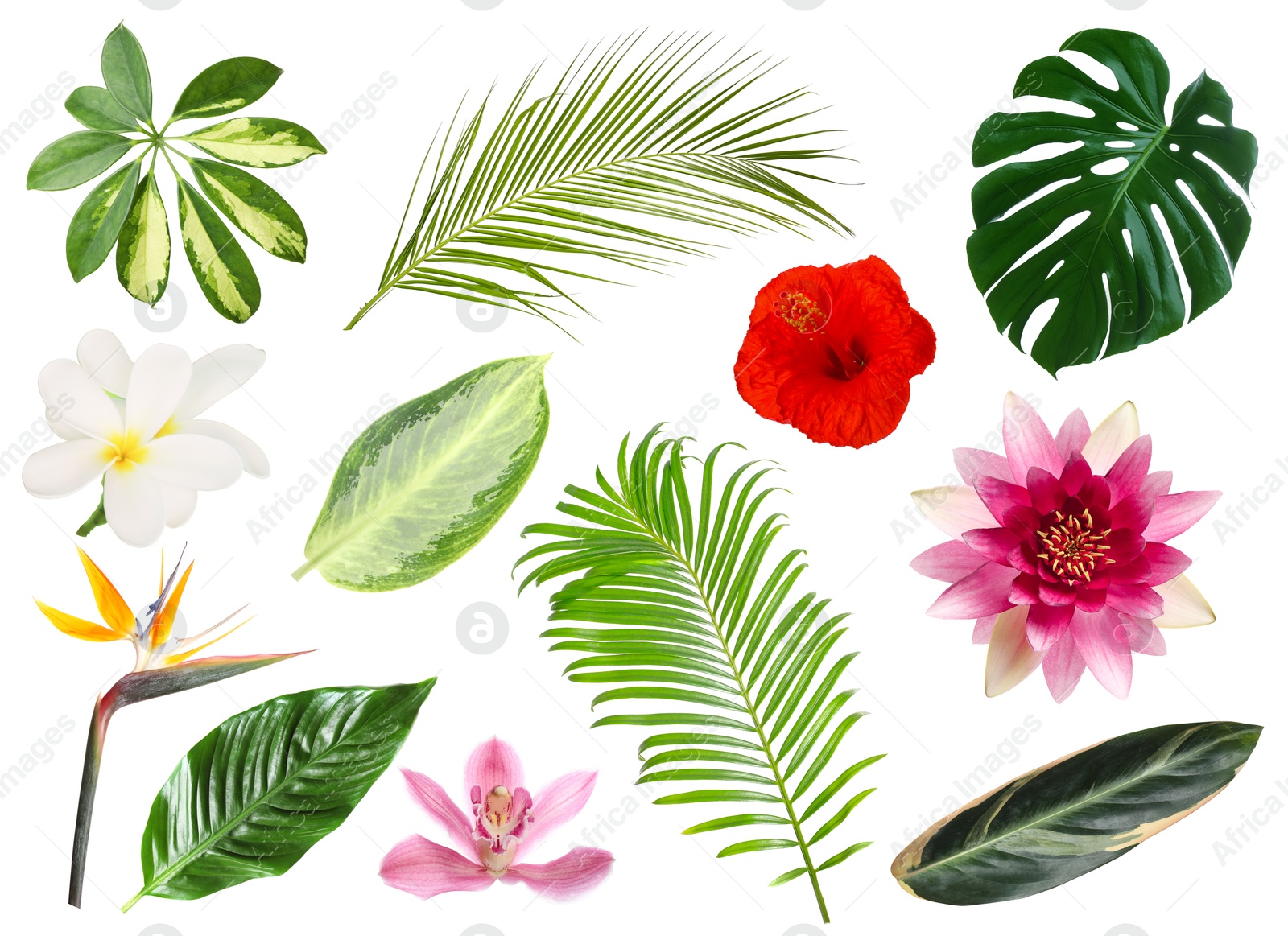 Image of Different tropical leaves and flowers on white background, set