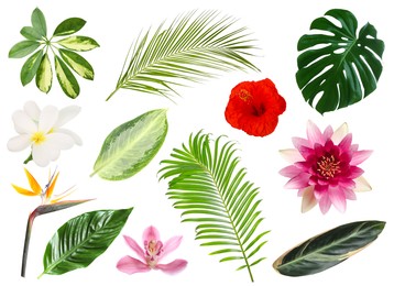 Image of Different tropical leaves and flowers on white background, set