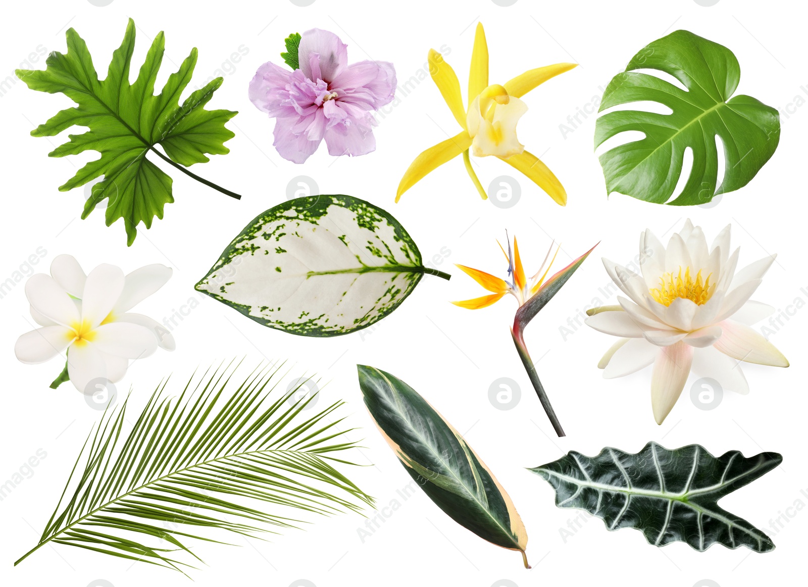 Different tropical leaves and flowers on white background, set Image of Different tropical leaves and flowers on white background, set