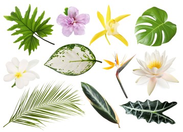 Image of Different tropical leaves and flowers on white background, set