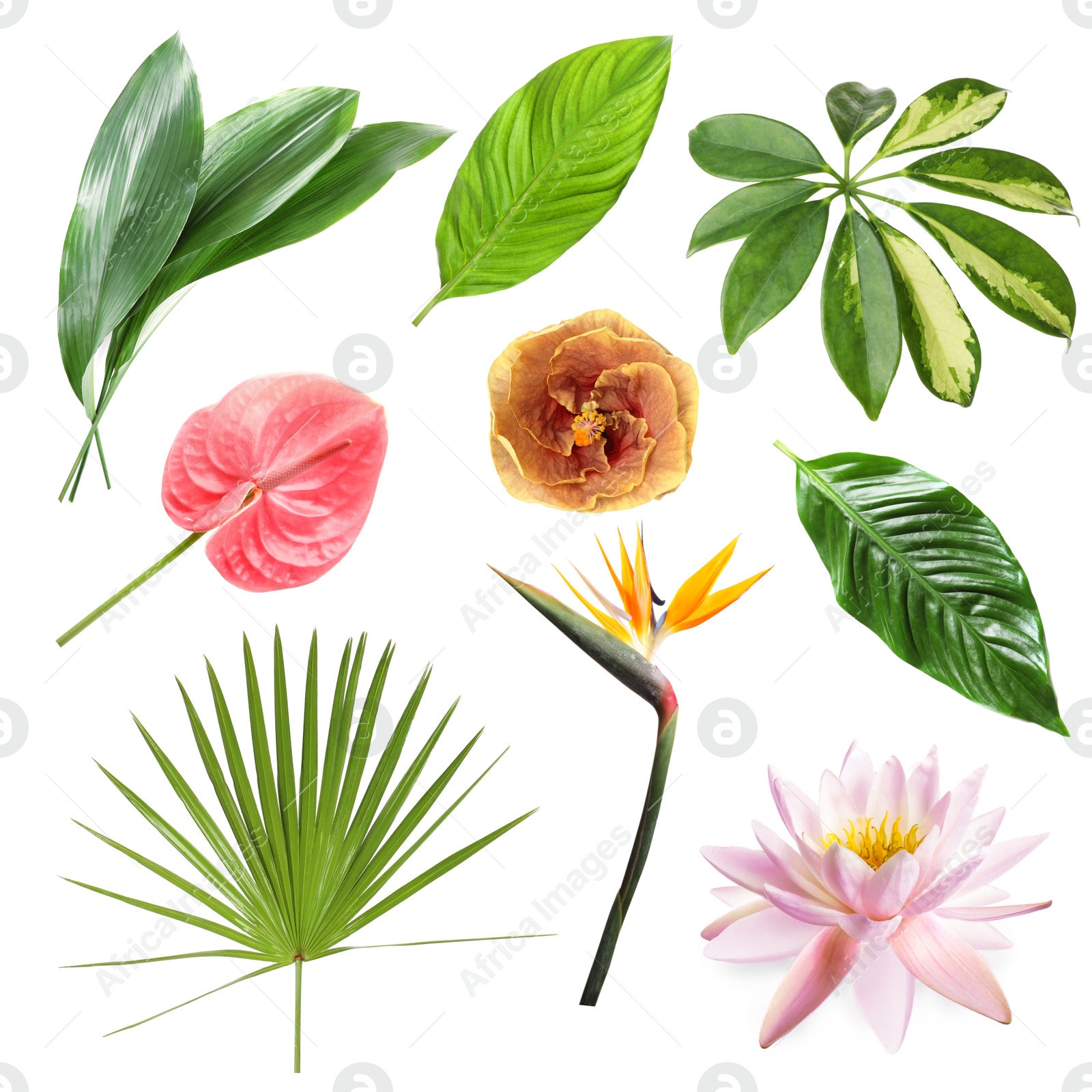 Different tropical leaves and flowers on white background, set Image of Different tropical leaves and flowers on white background, set