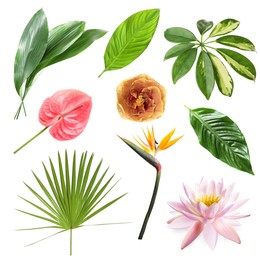 Image of Different tropical leaves and flowers on white background, set