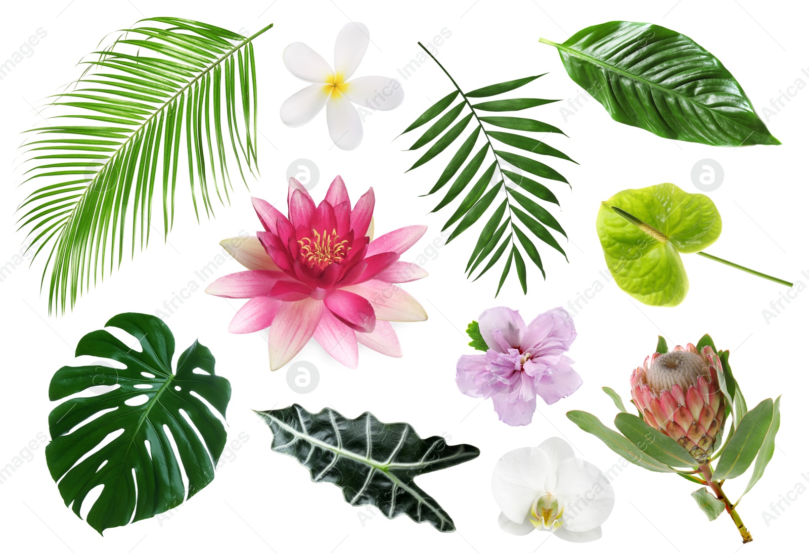Image of Different tropical leaves and flowers on white background, set
