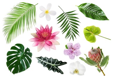 Image of Different tropical leaves and flowers on white background, set