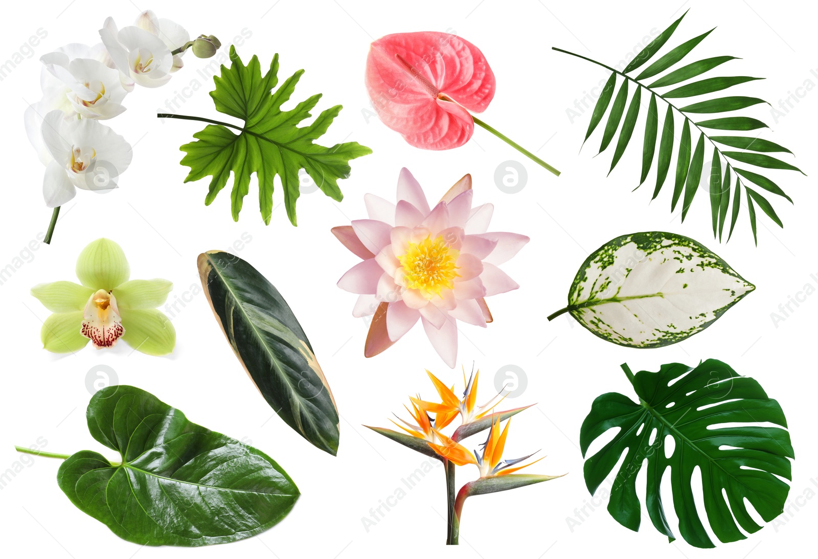 Different tropical leaves and flowers on white background, set Image of Different tropical leaves and flowers on white background, set