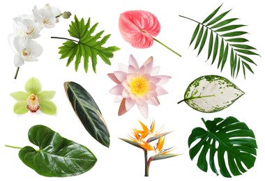 Image of Different tropical leaves and flowers on white background, set
