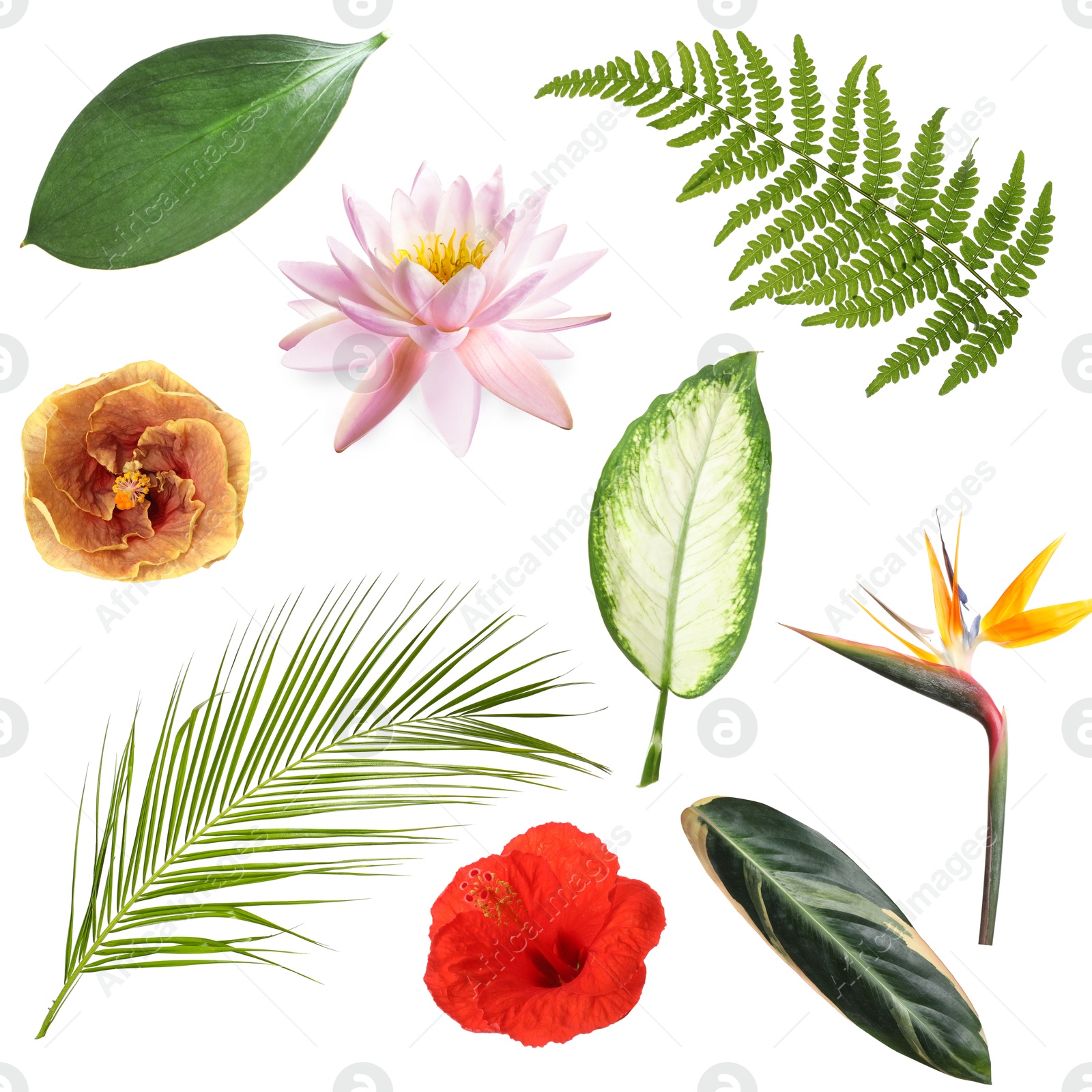 Image of Different tropical leaves and flowers on white background, set