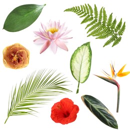 Image of Different tropical leaves and flowers on white background, set