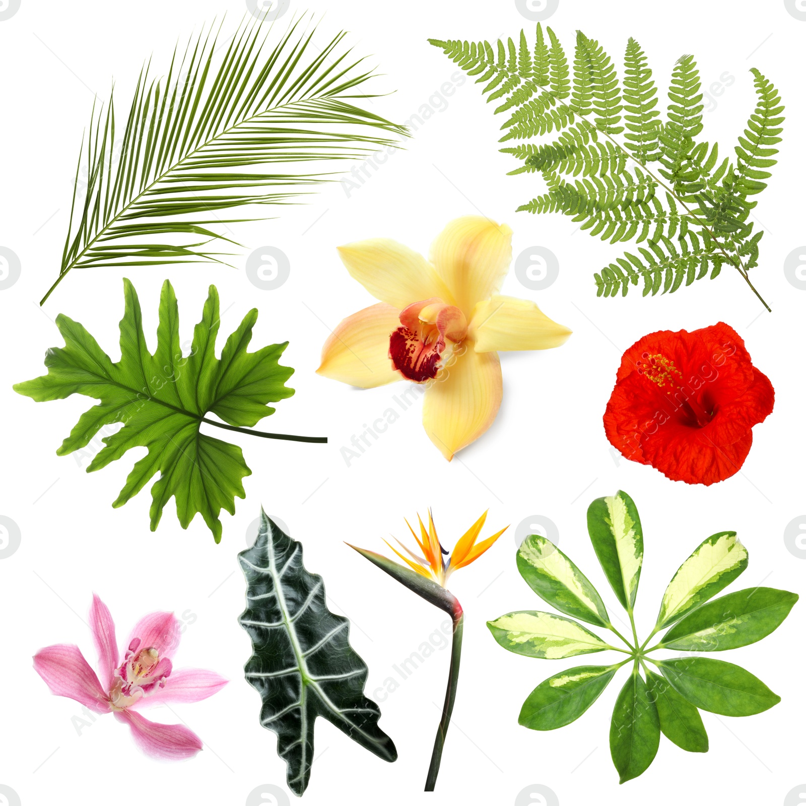 Different tropical leaves and flowers on white background, set Image of Different tropical leaves and flowers on white background, set