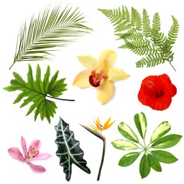 Image of Different tropical leaves and flowers on white background, set