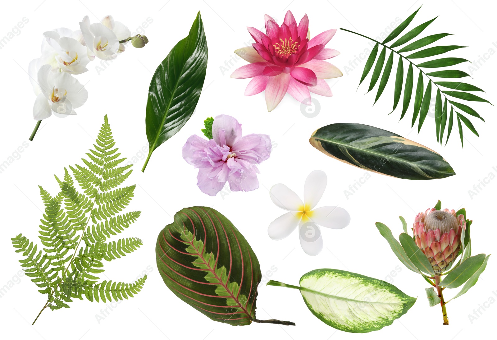 Different tropical leaves and flowers on white background, set Image of Different tropical leaves and flowers on white background, set