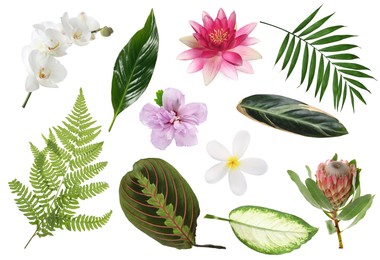 Image of Different tropical leaves and flowers on white background, set