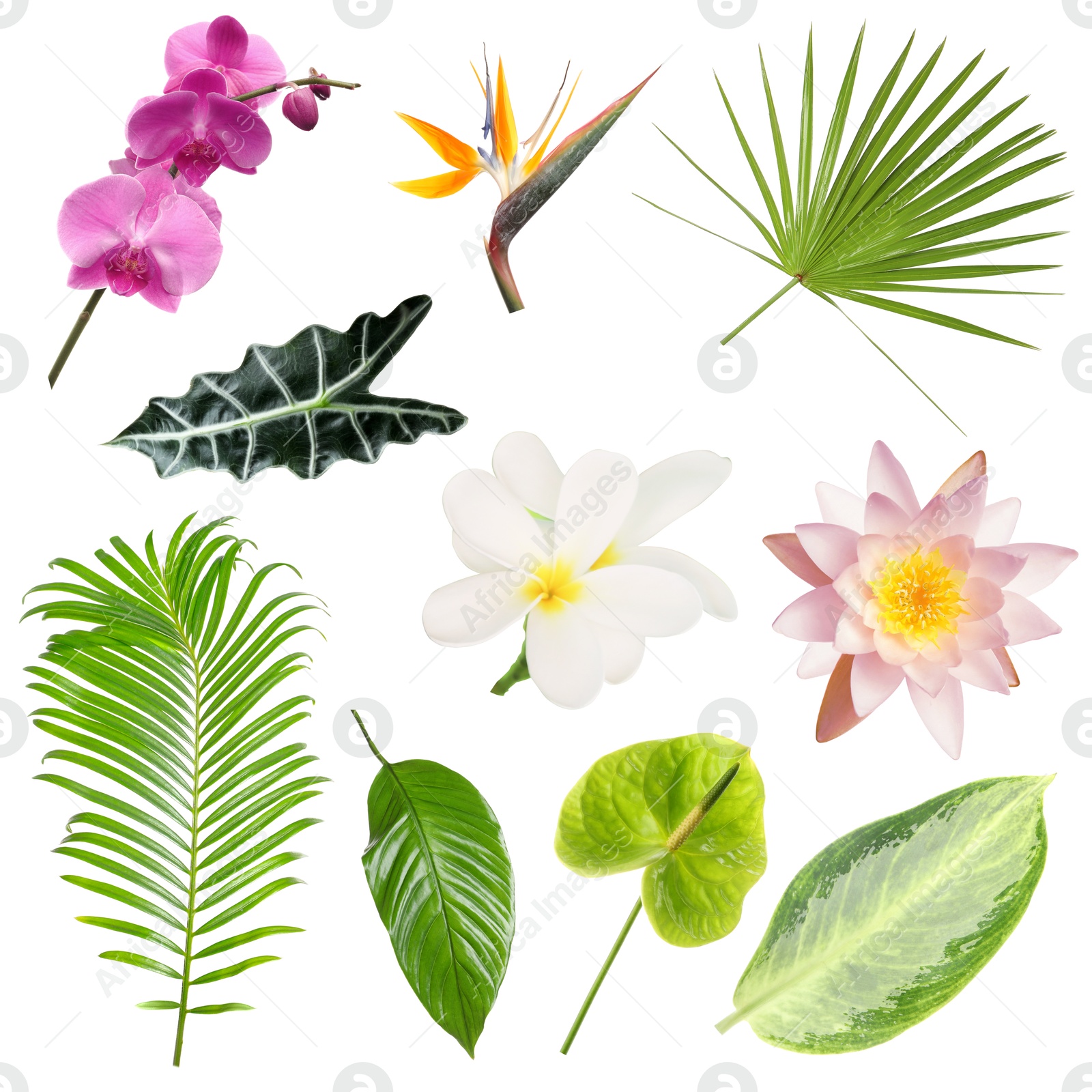 Image of Different tropical leaves and flowers on white background, set