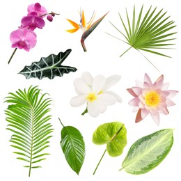 Image of Different tropical leaves and flowers on white background, set