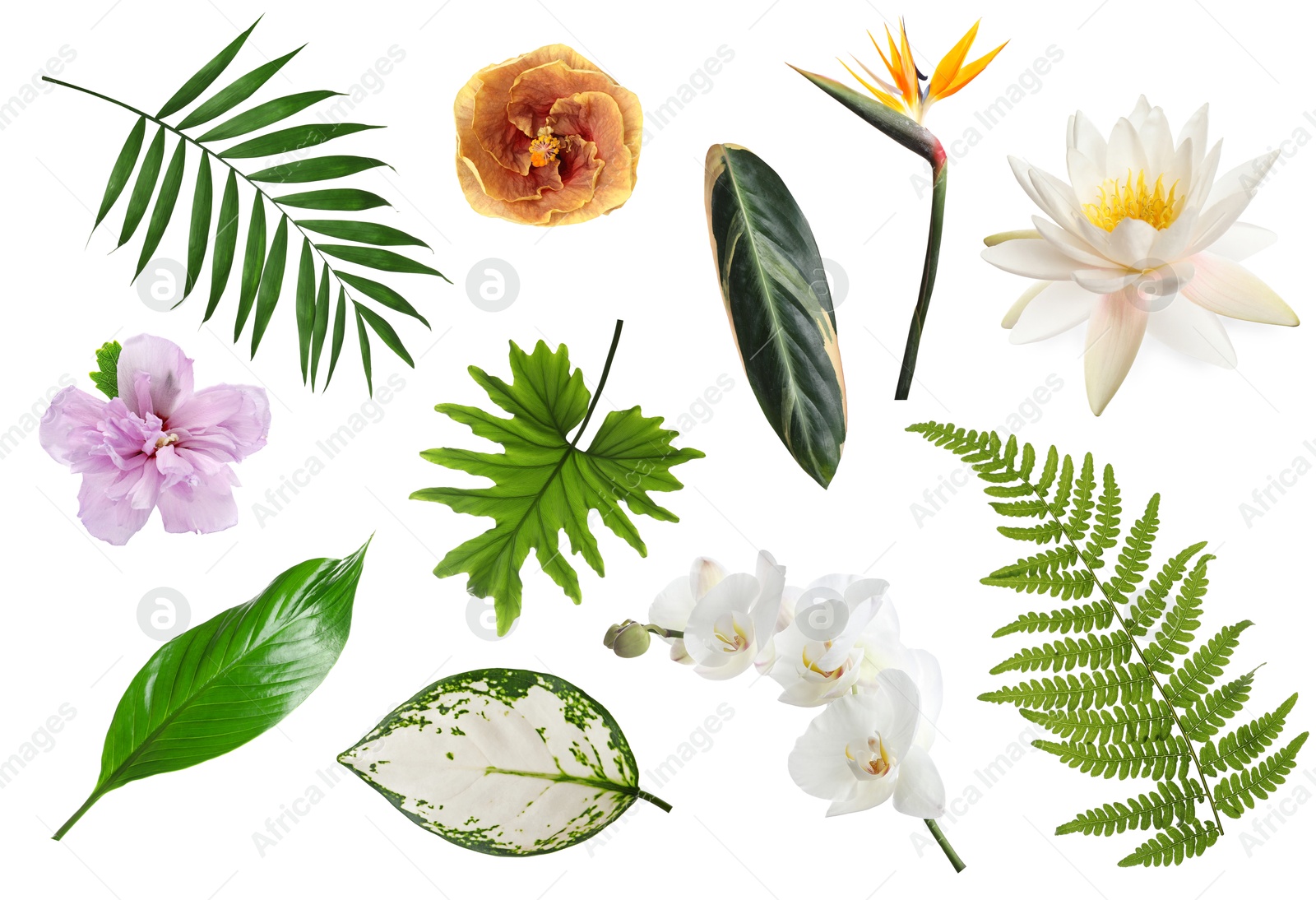 Image of Different tropical leaves and flowers on white background, set
