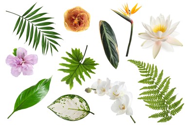 Image of Different tropical leaves and flowers on white background, set