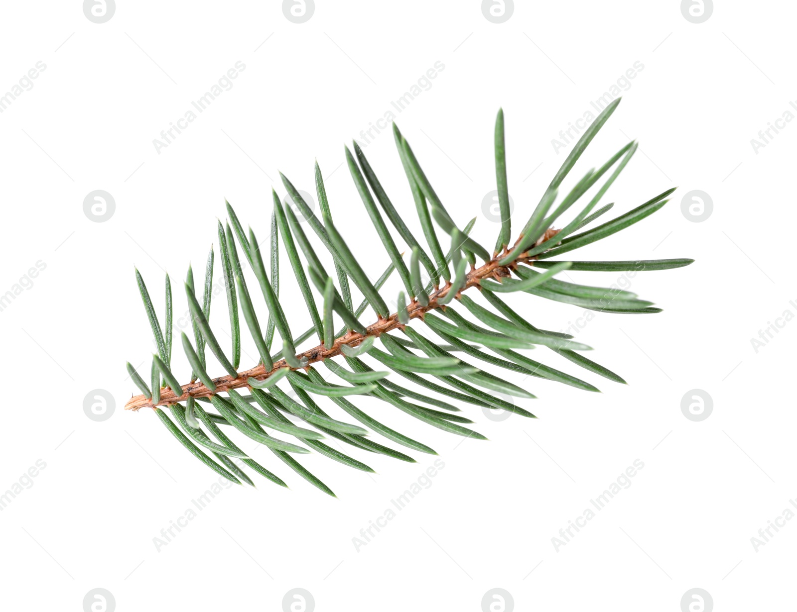 Photo of Beautiful pine tree twig isolated on white