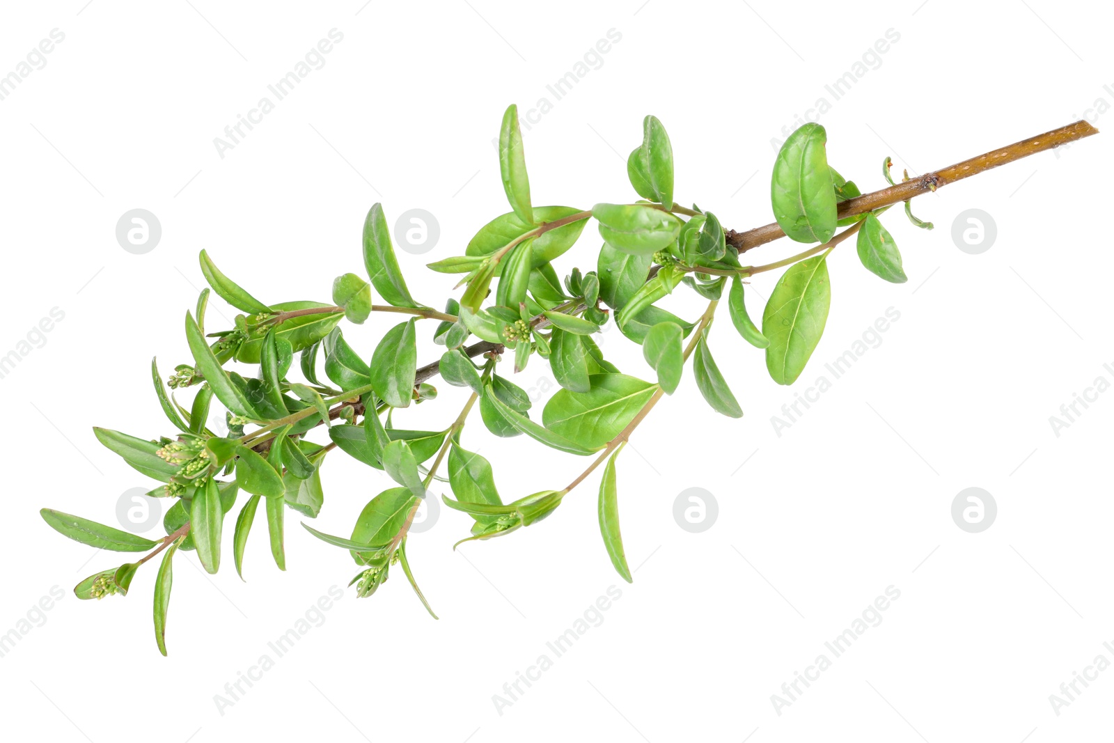 Photo of Branch of boxwood plant isolated on white