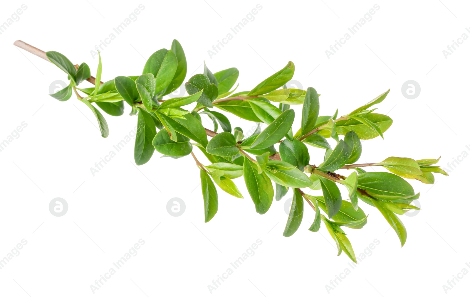Branch of boxwood plant isolated on white Photo of Branch of boxwood plant isolated on white