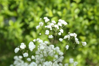 Photo of Beautiful white gypsophila flowers growing outdoors, closeup
