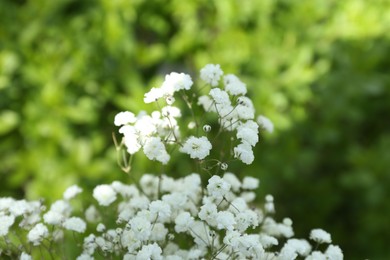 Photo of Beautiful white gypsophila flowers growing outdoors, closeup