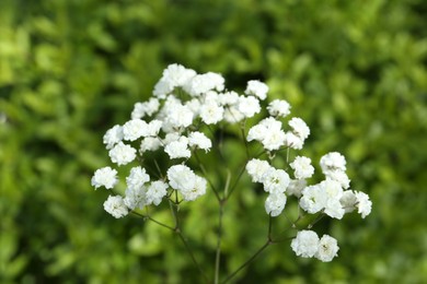 Photo of Beautiful white gypsophila flowers growing outdoors, closeup