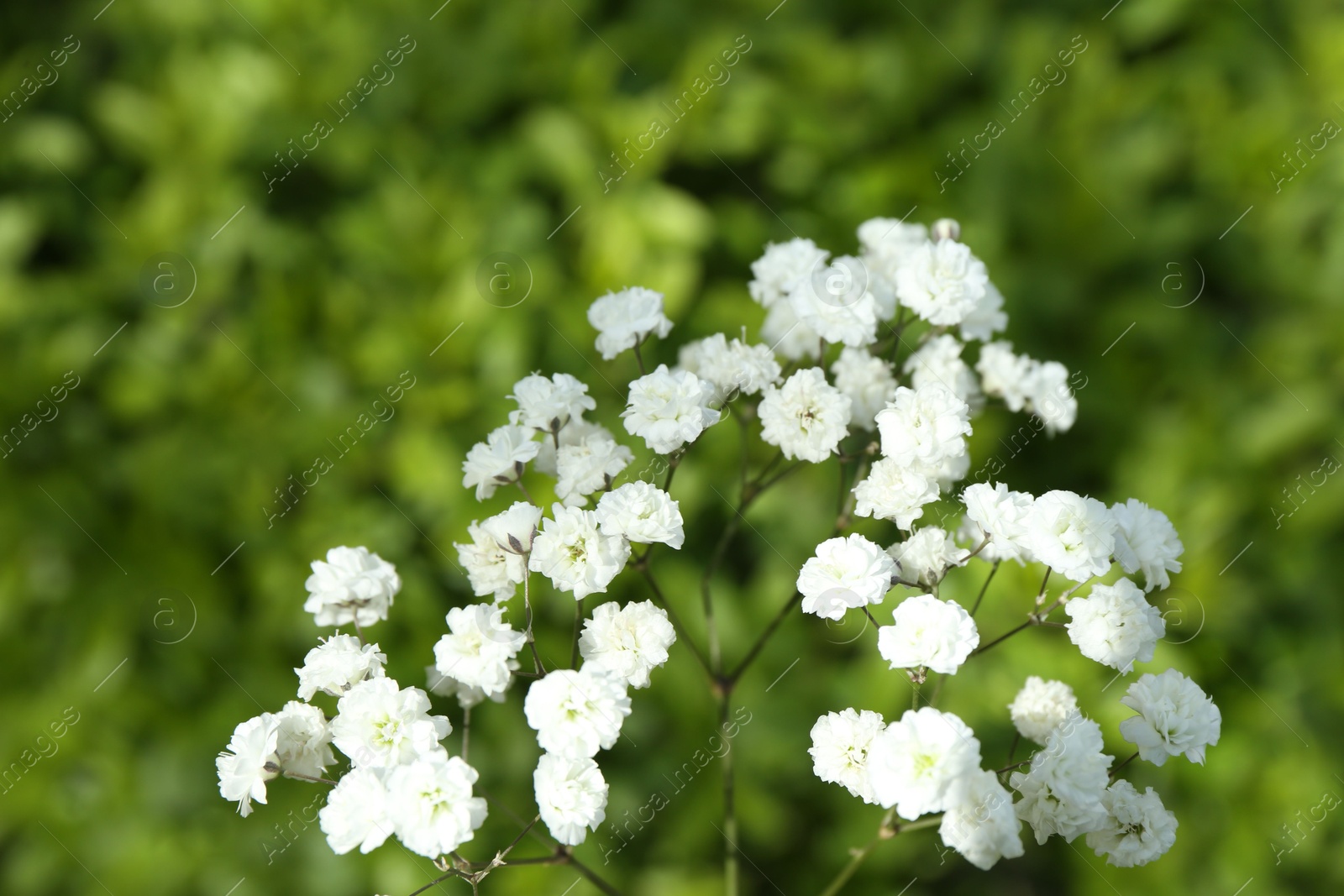 Beautiful white gypsophila flowers growing outdoors, closeup Photo of Beautiful white gypsophila flowers growing outdoors, closeup