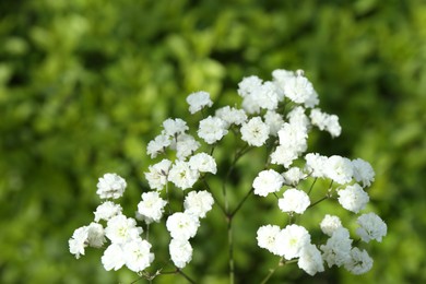 Photo of Beautiful white gypsophila flowers growing outdoors, closeup