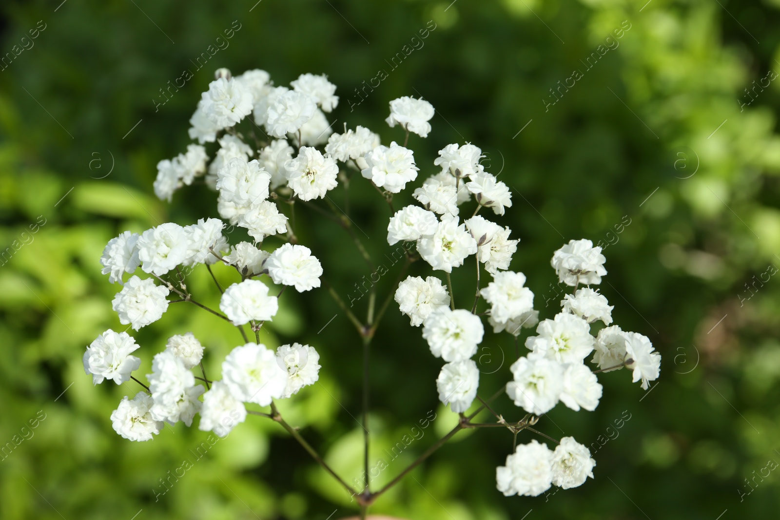 Beautiful white gypsophila flowers growing outdoors, closeup Photo of Beautiful white gypsophila flowers growing outdoors, closeup