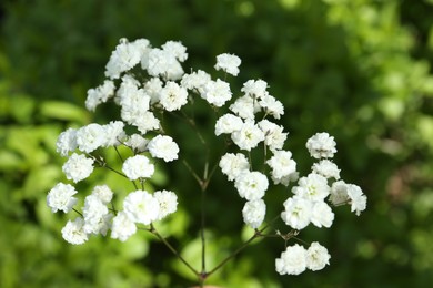 Photo of Beautiful white gypsophila flowers growing outdoors, closeup