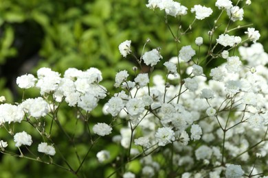 Photo of Beautiful white gypsophila flowers growing outdoors, closeup