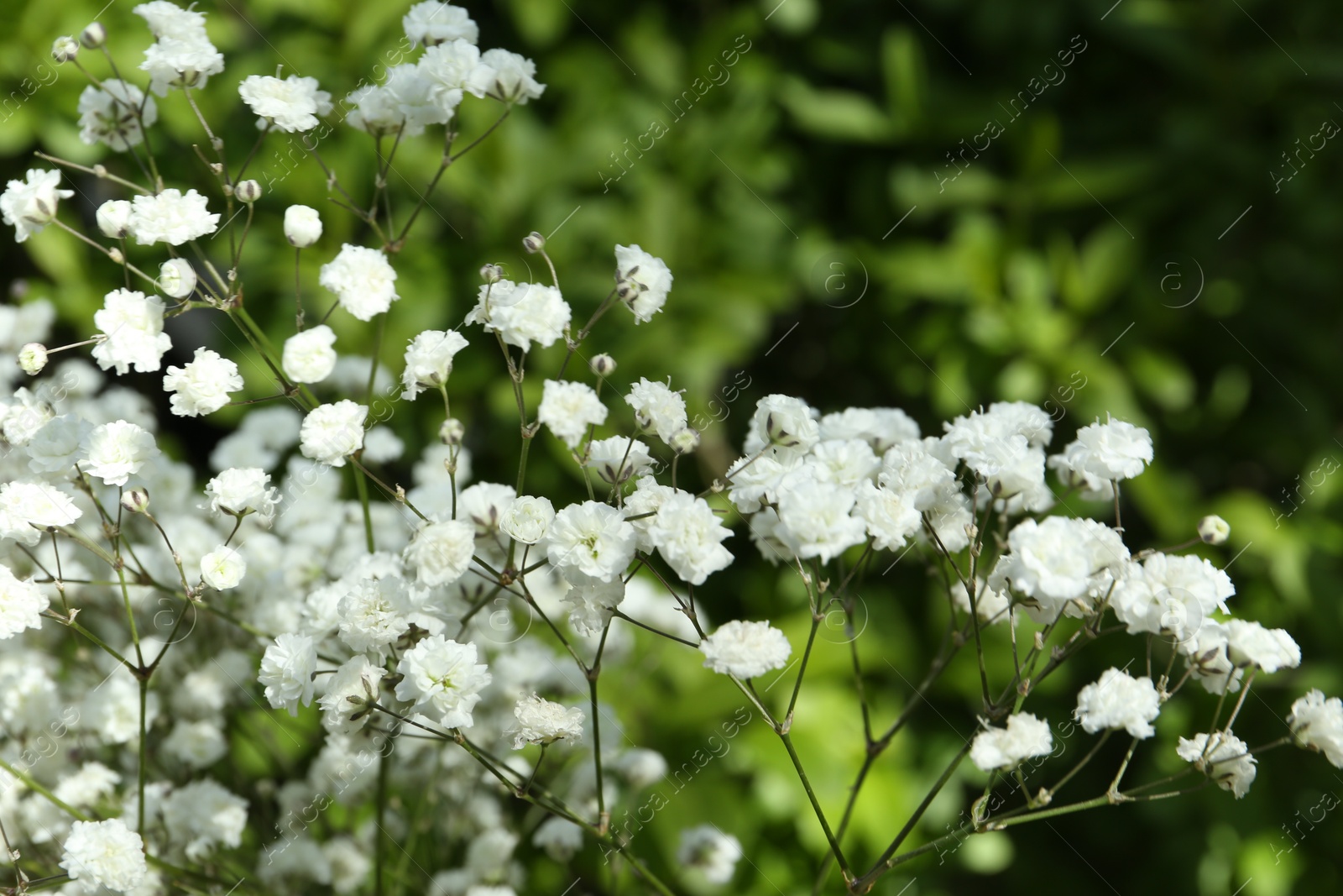 Beautiful white gypsophila flowers growing outdoors, closeup Photo of Beautiful white gypsophila flowers growing outdoors, closeup